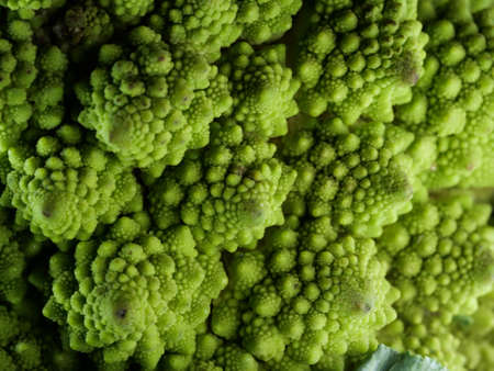 Romanesco broccoli cabbage (or Roman Cauliflower)の写真素材