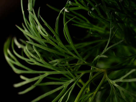 Fresh green dill close-up background.
