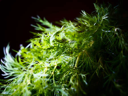 Fresh green dill close-up background.の写真素材