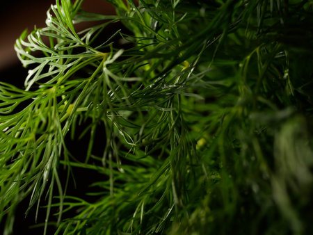 Fresh green dill close-up background.