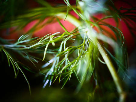 Fresh green dill close-up background.の写真素材