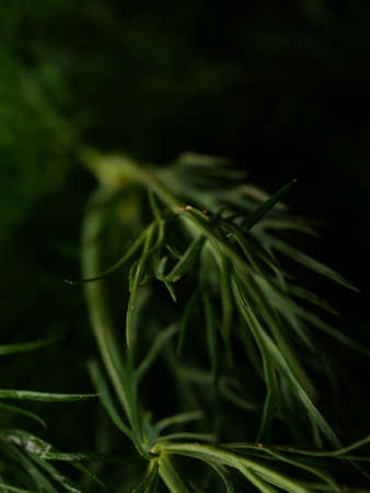 Fresh green dill close-up background.の写真素材