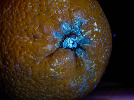 Closeup of fresh morning dew covered orange slices to eat for breakfastの写真素材