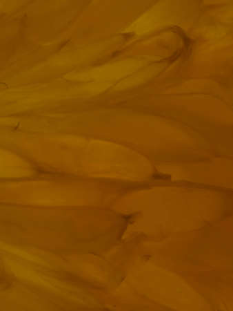Closeup of fresh morning dew covered orange slices to eat for breakfastの写真素材