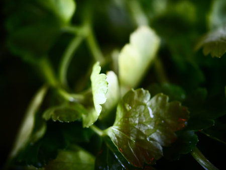 Parsley healthy foods from the garden, vitamin salads, fresh herbsの写真素材
