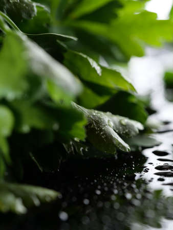 Parsley healthy foods from the garden, vitamin salads, fresh herbsの写真素材