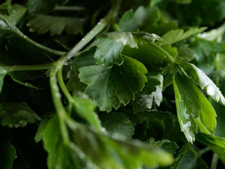Parsley healthy foods from the garden, vitamin salads, fresh herbs