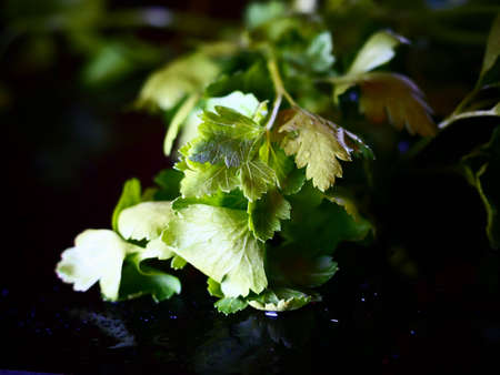 Parsley healthy foods from the garden, vitamin salads, fresh herbs
