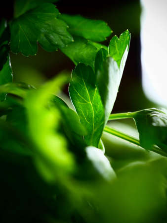 Parsley healthy foods from the garden, vitamin salads, fresh herbsの写真素材