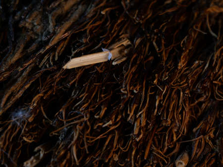 Cracked tree bark in light color. With deep grooves. Moss coating. Wood texture, closeup. Macro.