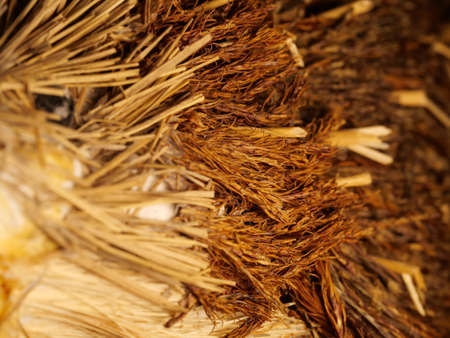 Cracked tree bark in light color. With deep grooves. Moss coating. Wood texture, closeup. Macro.
