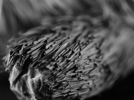 Cracked tree bark in light color. With deep grooves. Moss coating. Wood texture, closeup. Macro.の写真素材