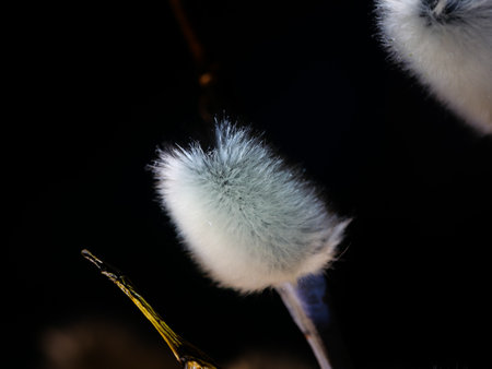 Blooming Willow. Salix caprea. Close up. Selective focus.の写真素材