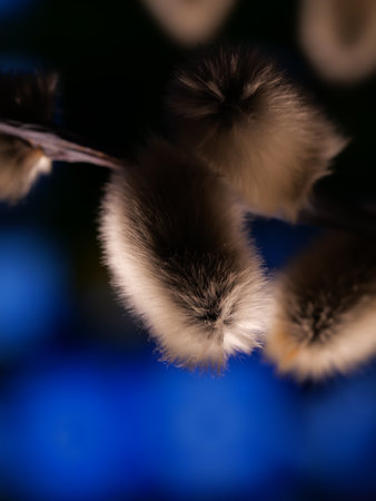 Blooming Willow. Salix caprea. Close up. Selective focus.の写真素材