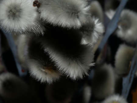 Blooming Willow. Salix caprea. Close up. Selective focus.の写真素材