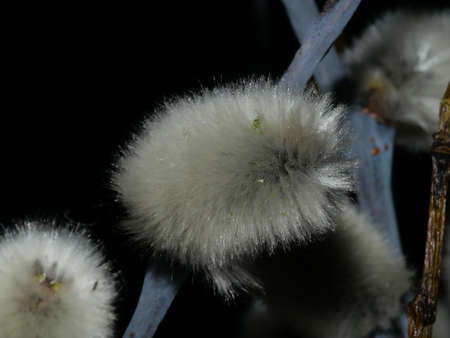 Blooming Willow. Salix caprea. Close up. Selective focus.