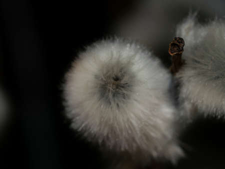 Blooming Willow. Salix caprea. Close up. Selective focus.の写真素材