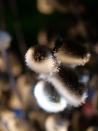 Blooming Willow. Salix caprea. Close up. Selective focus.