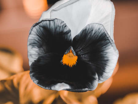 The garden pansy is a type of large flowered hybrid plant. Summer flowersの写真素材