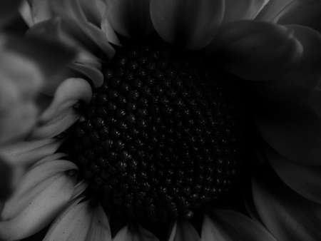 A beautiful black and white picture of field daisy in a garden, selective focus, DOF, macroの写真素材