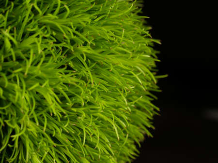 beautiful grass that comes from America, specifically New Mexico. Ponytails is a compact, lower variety of this ornamental grass. Selective focus, DOF, macroの写真素材