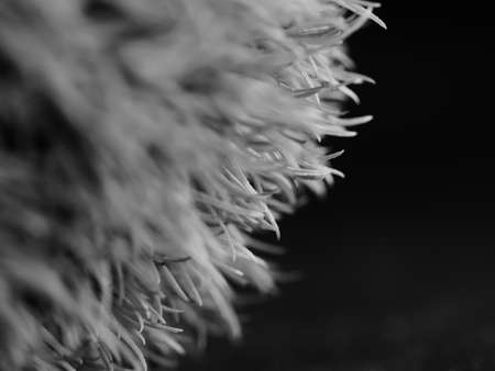 beautiful grass that comes from America, specifically New Mexico. Ponytails is a compact, lower variety of this ornamental grass. Selective focus, DOF, macro, black and whiteの写真素材
