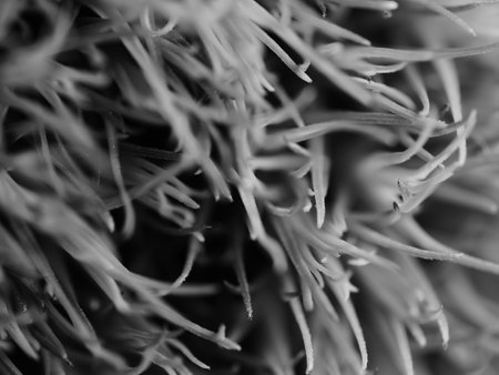 beautiful grass that comes from America, specifically New Mexico. Ponytails is a compact, lower variety of this ornamental grass. Selective focus, DOF, macro, black and whiteの写真素材