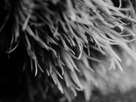beautiful grass that comes from America, specifically New Mexico. Ponytails is a compact, lower variety of this ornamental grass. Selective focus, DOF, macro, black and whiteの写真素材