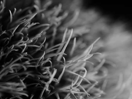 beautiful grass that comes from America, specifically New Mexico. Ponytails is a compact, lower variety of this ornamental grass. Selective focus, DOF, macro, black and whiteの写真素材