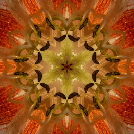 Abstract Computer generated Fractal design. A fractal is a never-ending pattern. Fractals are infinitely complex patterns that are self-similar across different scales. Great for cell phone wallpaperの写真素材