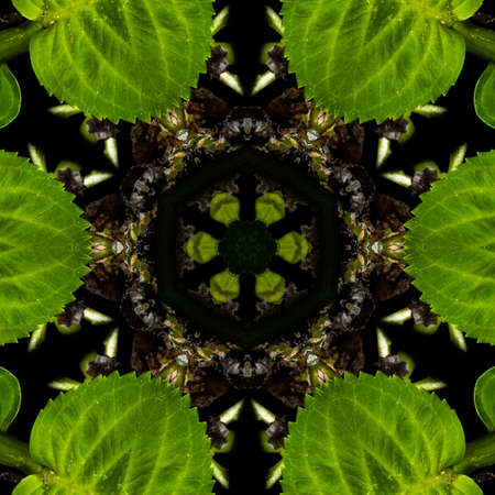 Abstract Computer generated Fractal design. A fractal is a never-ending pattern. Fractals are infinitely complex patterns that are self-similar across different scales. Great for cell phone wallpaperの写真素材