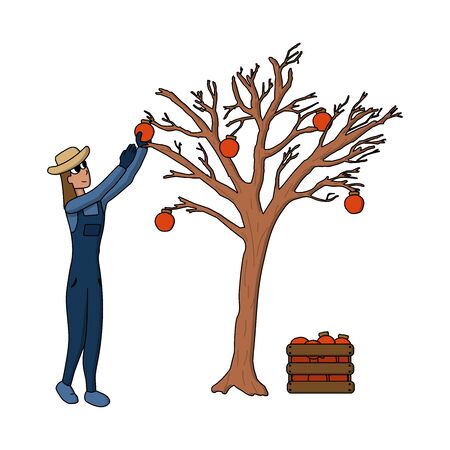 Happy cartoon woman farmer in hat and uniform picking persimmon fruit from tree and put in box, work on farm. white background isolated stock vector illustrationのイラスト素材