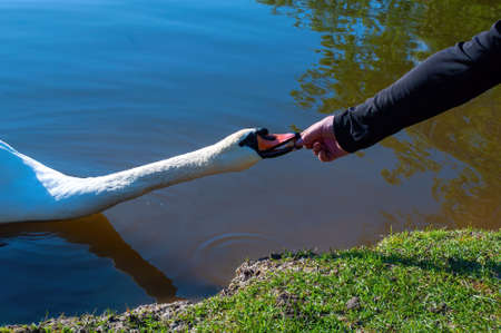 A mans hand feeds a swan in the lake with bread. stock photoの写真素材
