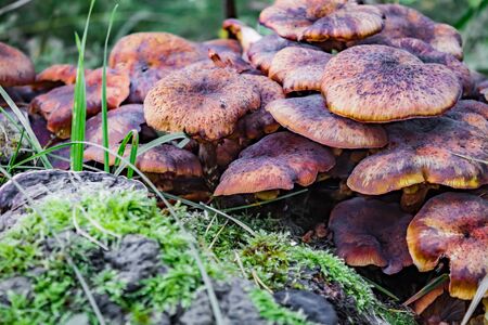 Lot of wild mushrooms growing in a pile