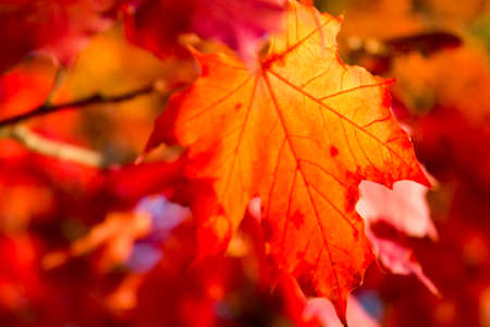 Closeup of a colorful leaf in autumn sunset