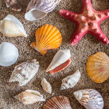 Various seashells on sand