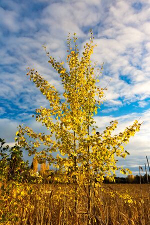 Closeup of a tree with yellow leaves in autumnの写真素材