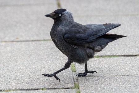 Closeup of Jackdaw bird walking on tiles outdoors in summer