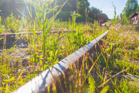 Closeup of overgrown abandoned railroad tracks in summer