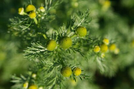 Matricaria chamomillaの写真素材