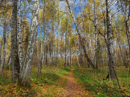 Autumn birch forest with yellow leaves on the ground and roadの写真素材