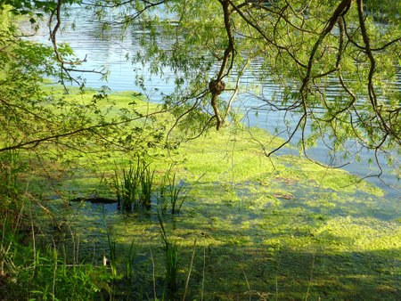 Marshy shore line