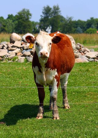 A Curious Cowの写真素材