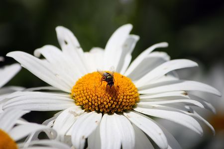 Fly On A Daisy