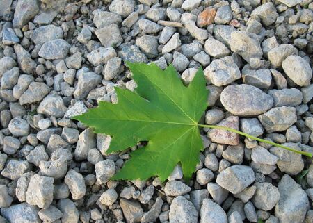 A Maple Leafの写真素材