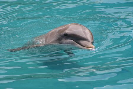 Dolphin in waterの写真素材