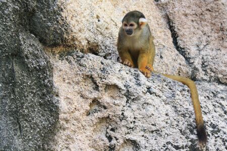 Squirrel Monkey