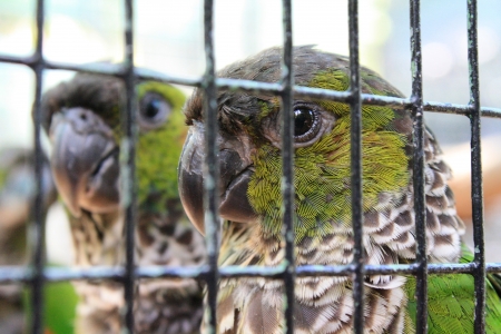 Caged Birdsの写真素材