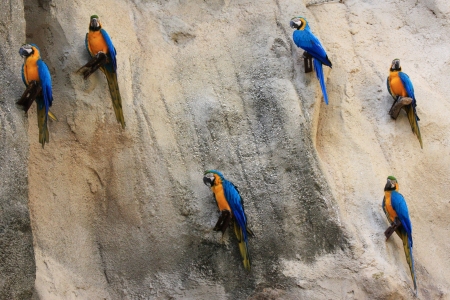 Wall of Parrotsの写真素材