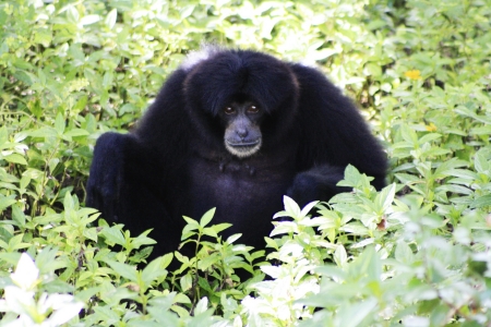 Chimp